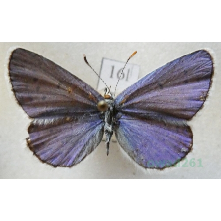 Plebejus argyrognomon (Bergsträsser, 1779) male Modraszek srebroplamek Czech16l